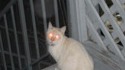 Hypnotic cat