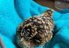 Camouflage de cet oiseau dont je n’ai pas l’espèce 