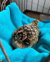 Camouflage de cet oiseau dont je n’ai pas l’espèce 