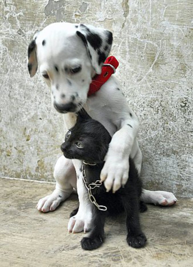 Un chien qui réconforte son pote.
