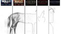 Représentation des sagas sur écran