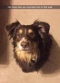 Le chien de Chuck Testa