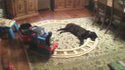 Suicide d'un chien