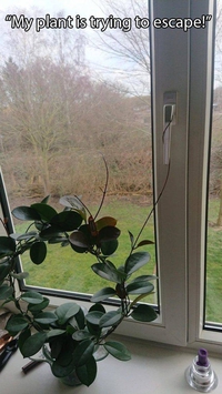 Escape game pour plantes