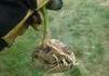 Surprise ! Kan tu arraches une plante du jardin !