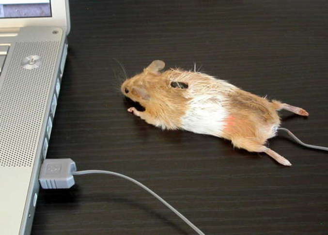 Une vraie souris d'ordinateur.