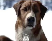 Un leader est quelqu’un qui connaît le chemin, 