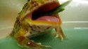 Crapaud gourmet