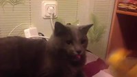 Langue de chat