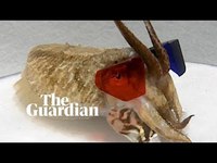 Seiche avec lunettes 3D