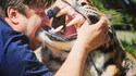 Un homme mord un tigre