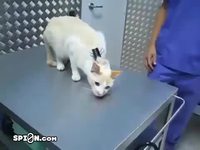 Comment désactiver un chat ? 