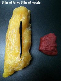 2 kg de graisse contre 2 kg de muscle