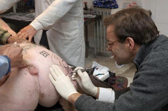 Un tatoueur spécial cochons