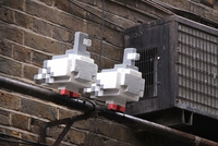 pigeon minecraft irl