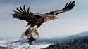Aigle myope