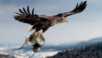 Aigle myope