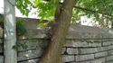 Un arbre dans un mur