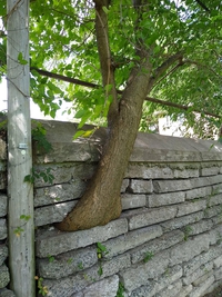 Un arbre dans un mur