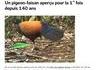 Pigeon-faisant, le retour