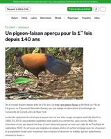 Pigeon-faisant, le retour