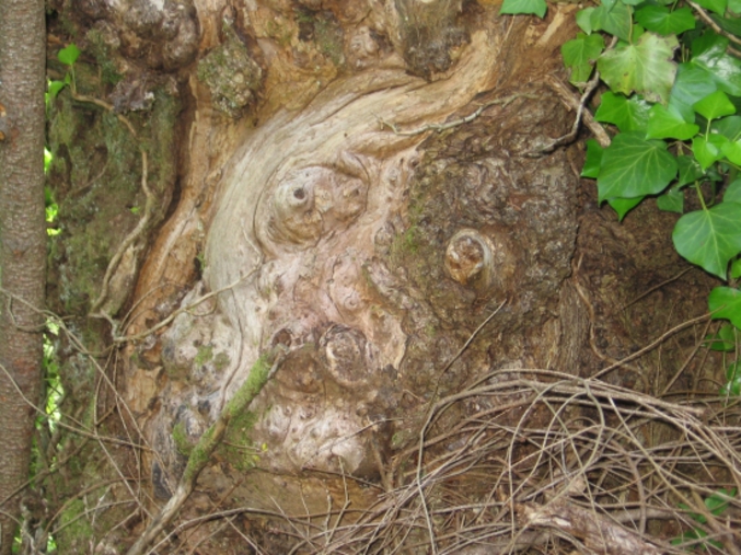 Un arbre qui forme un visage.