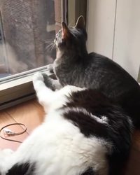 Je te fais un brin de toilette
