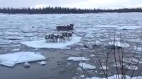 Migration de caribous sur des blocs de glace