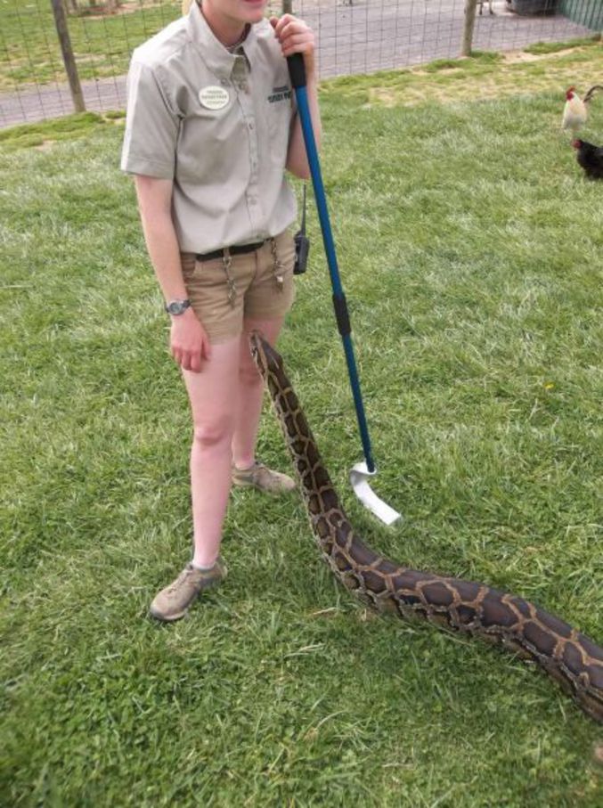 Dépêchez-vous, le serpent a de l'avance.