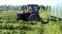 Après le tracteur ramasse-carottes, le même pour les fraises 