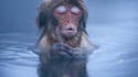 Un singe se détend dans une source d'eau chaude à Nagano au Japon