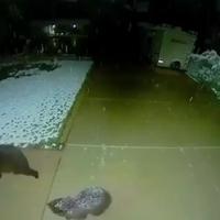 Un bébé ours essaie d'attraper des flocons de neige