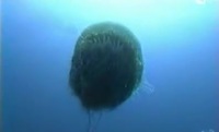 Invasion de méduses géantes