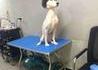 un chien cartoon