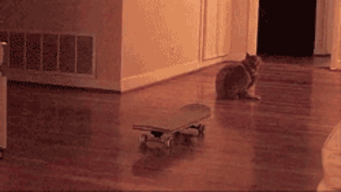 Chat skateur