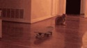 Chat skateur