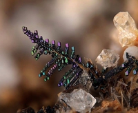Fossilisation et minéralisation