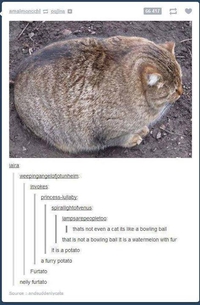 Fat cat is fat.