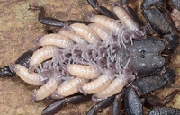 Maman et ses petits.