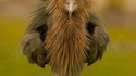 Angry bird...