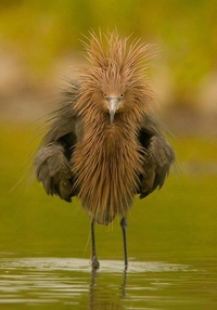 Angry bird...