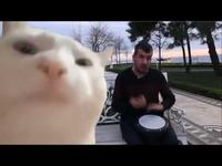 Cat vibing