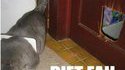 Chat trop gros