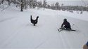 Le grand tétras et le petit skieur