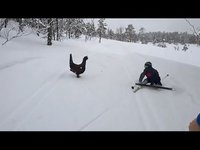 Le grand tétras et le petit skieur