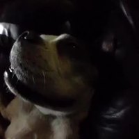 Comment réveiller votre chien