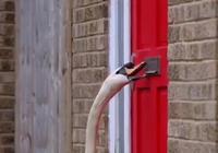 Arrête de me faire cygne...