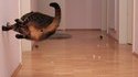 Neo cat