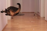 Neo cat