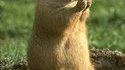 Et la marmotte